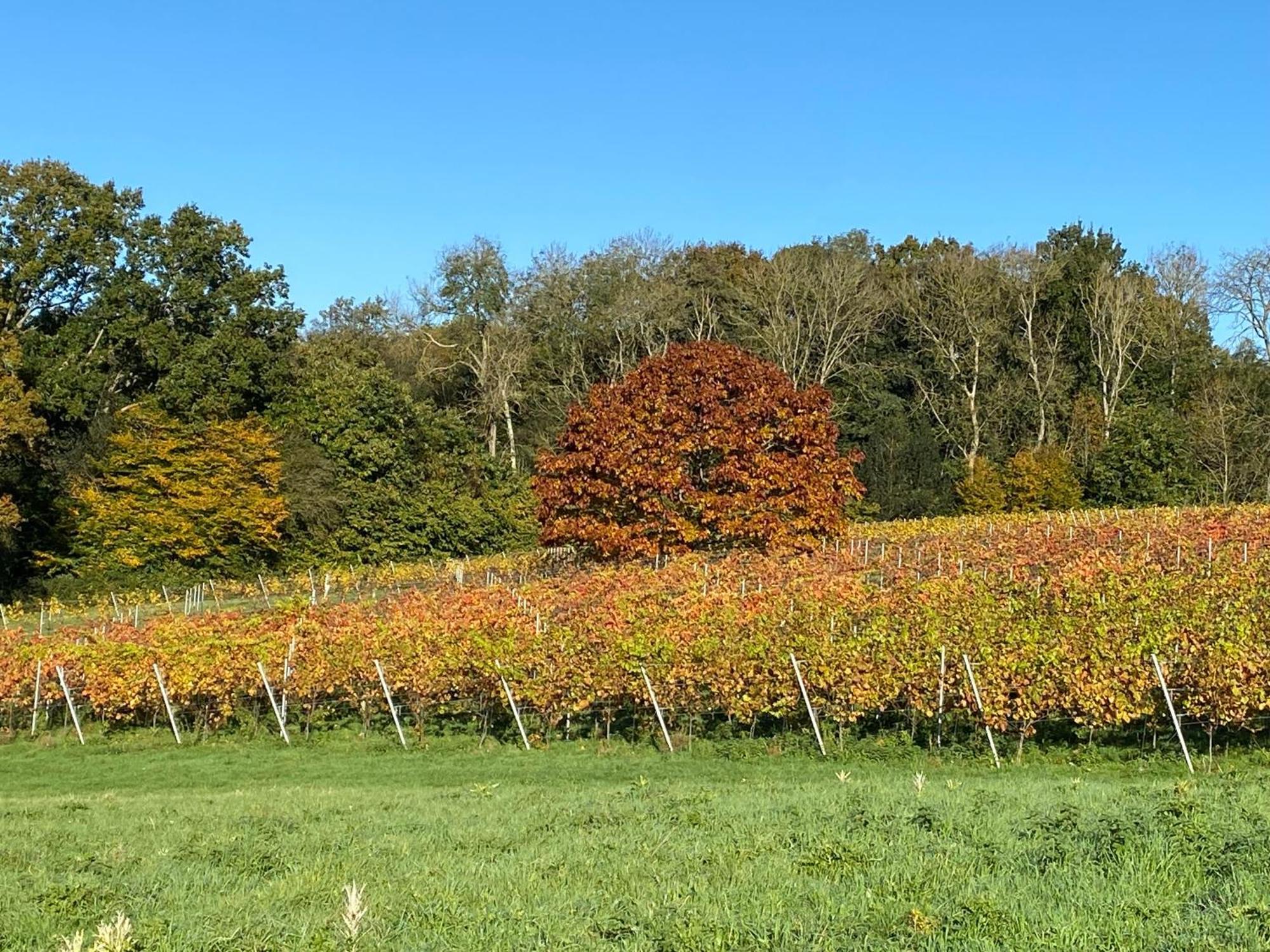 Potts Farm Villa Tenterden Luaran gambar