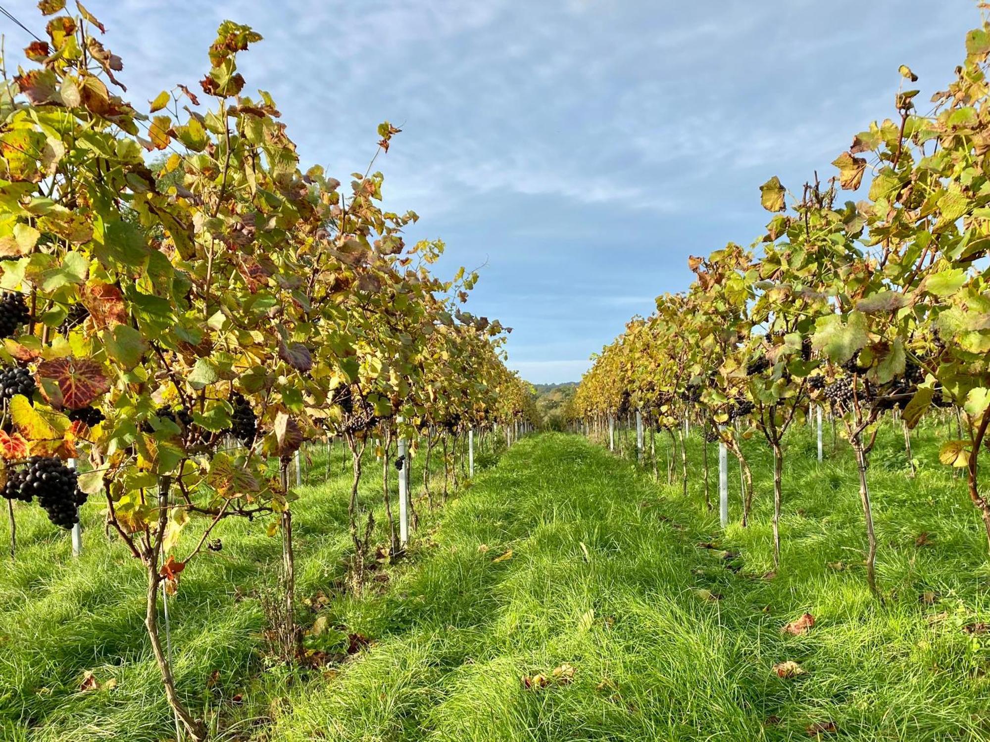 Potts Farm Villa Tenterden Luaran gambar